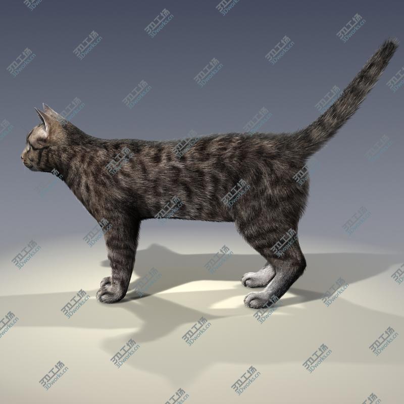 images/goods_img/2021040161/Cat - Rigged, With Fur/3.jpg